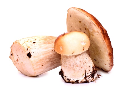 Color photo of wild mushroomsの写真素材