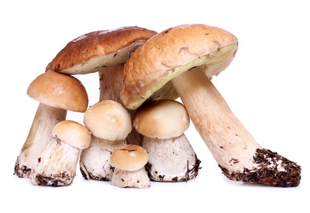 Color photo of wild mushroomsの写真素材