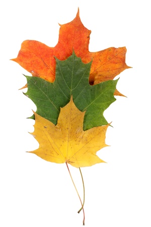Color photo of autumn maple leavesの写真素材
