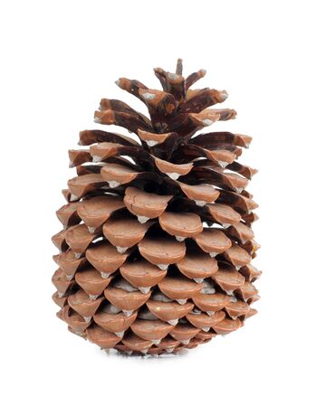 Color photo of a large fir conesの写真素材