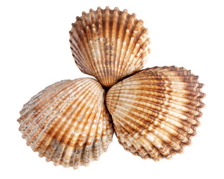 Color photo of seashells on a white background      の写真素材