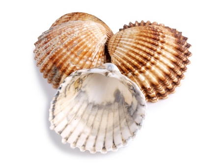Color photo of seashells on a white background      の写真素材