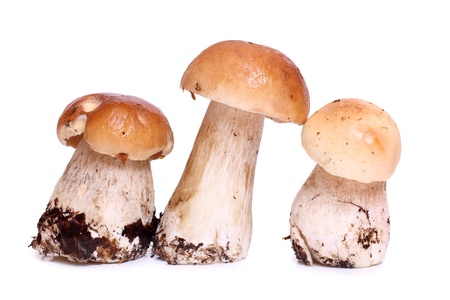 Color photo of wild mushroomsの写真素材