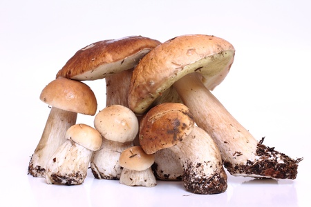 Color photo of wild mushroomsの写真素材