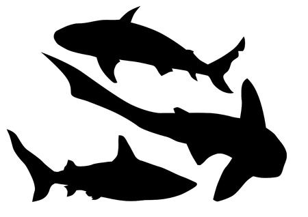 drawing silhouette of a large sharkのイラスト素材
