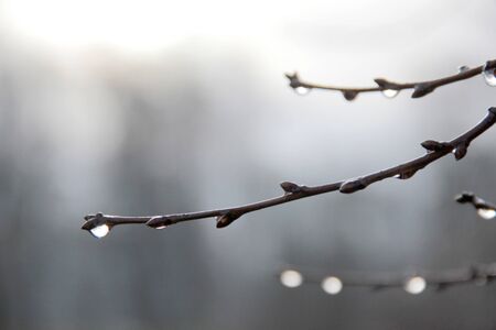 Color photo of water drops on a tree branchの写真素材