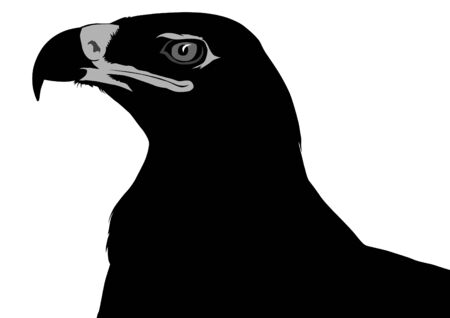 Silhouette of a great eagle on a white backgroundのイラスト素材