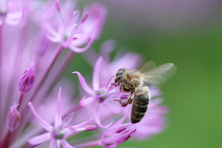 Bee on a flower close-up