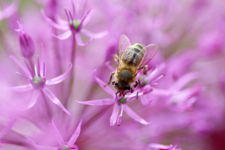 Bee on a flower close-upの写真素材