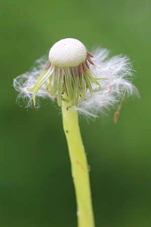 Dandelion on a tall stalk on a background of green fieldの写真素材