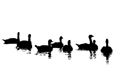 Flock of ducks floating on water on a white backgroundのイラスト素材