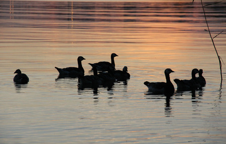 Wild ducks floating on the lake at sunsetの写真素材