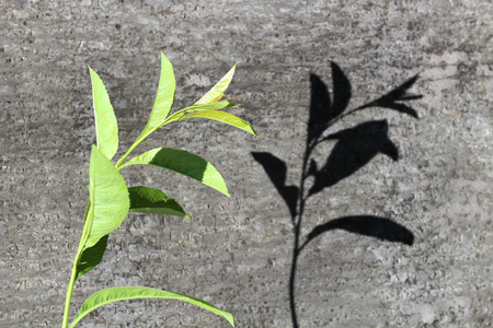 Green plant branch on a concrete wallの写真素材