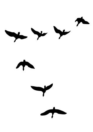 Wild duck flight on white backgroundのイラスト素材