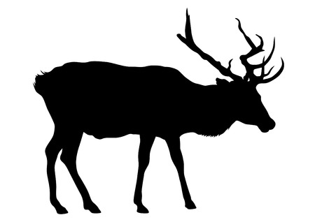 Wild deer with horns on a white backgroundのイラスト素材