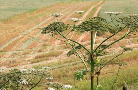 Big hogweed on field in countryside