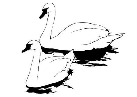 Big white swan on the water surfaceのイラスト素材