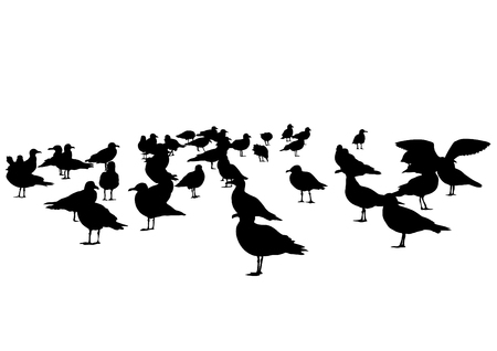 Large flock of seagulls on a white backgroundのイラスト素材