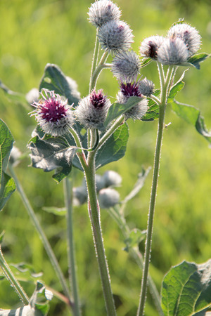 Thistle on green nature backgroundの写真素材