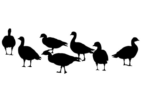 Wild ducks flock on white backgroundのイラスト素材