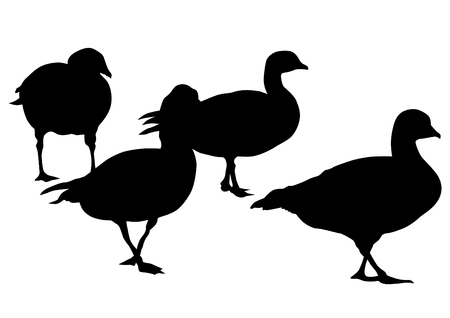 Wild ducks flock on white backgroundのイラスト素材