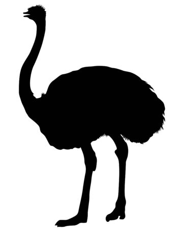 Wild African ostrich on a white backgroundのイラスト素材