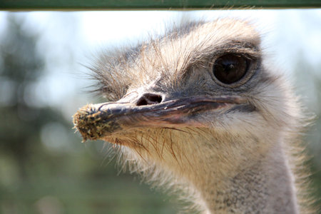 Wild African Ostrich on a rural farm