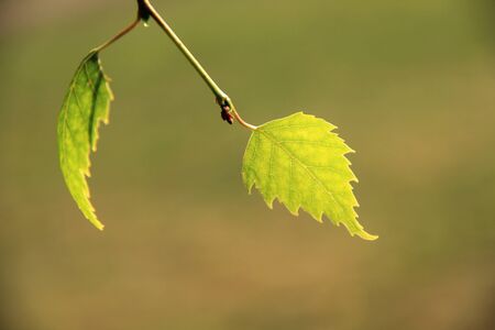 Branch on a sunny backgroundの写真素材