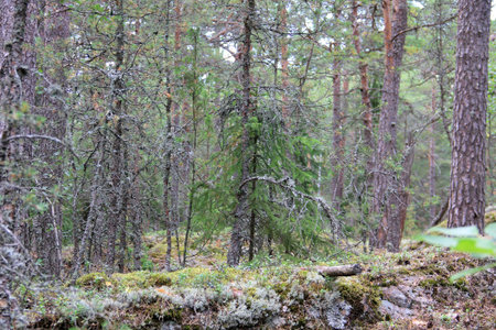 Large forest with old dry trees