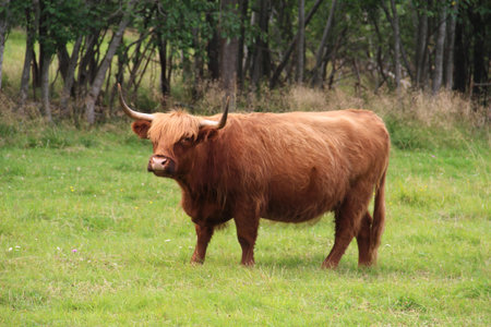 Large bull on field with green grass