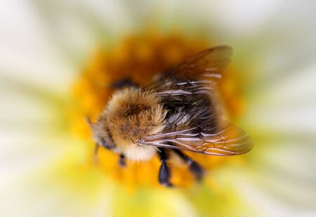Wild bee collects honey on a beautiful flowerの写真素材