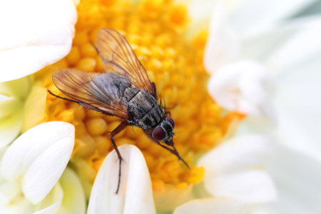 Big fly collects honey on a beautiful flower
