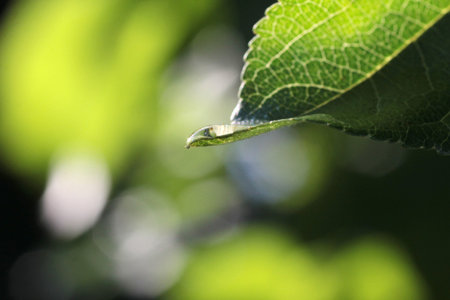 Raindrops on green leaves of trees in the park