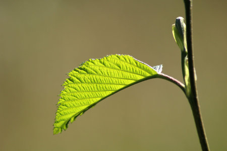 Large green leaf with grass under the bright sun