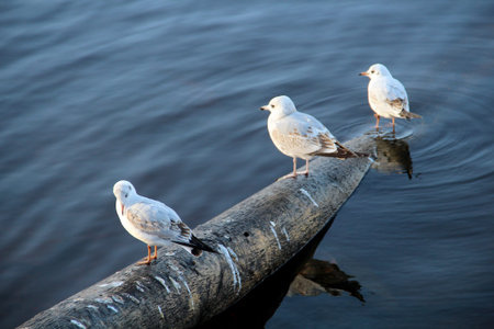 Ivory gulls sit on an iron pipe among the waterの写真素材