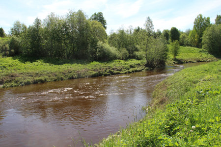 River and green grass in nature in summer
