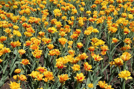 Large yellow tulips in a city flowerbedの写真素材