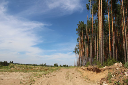 Tall green pine trees against the blue sky