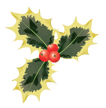 Holly Leaves And Berries.  Vector EPS10 Illustration.のイラスト素材