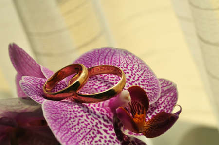 wedding rings on a red flower petals, yellow backgroundの写真素材
