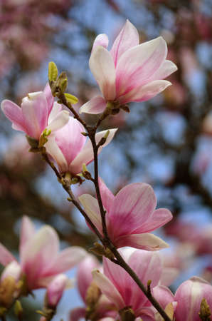 Flowering branch of the chinese magnolia. Closeupの写真素材