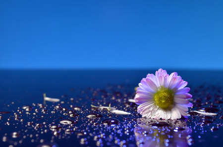 Daisy with pink petals lying on the wet surface of the mirror.の写真素材