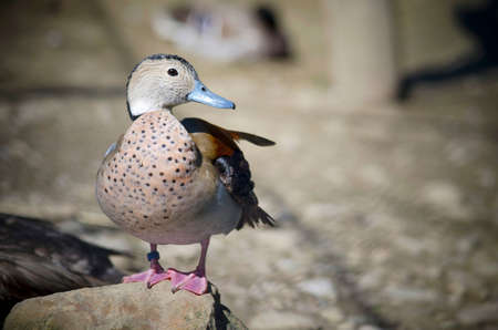 Close-up of wild duck on the stone in the wildの写真素材