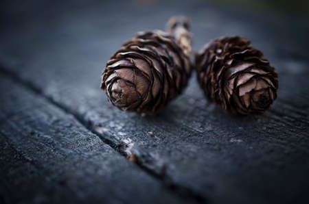 Christmas card. Two fir cones on the rustic wooden background.の写真素材