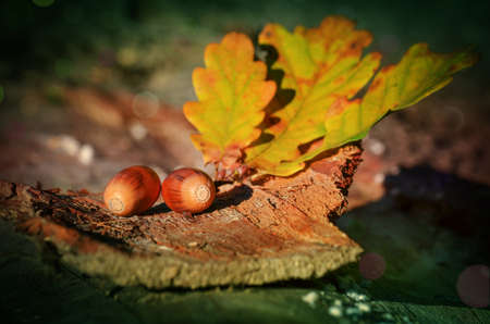 Branch with leaves and acorns lying on a tree bark.の写真素材