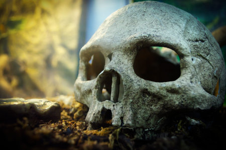 Model of a human skull lays on the groundの写真素材