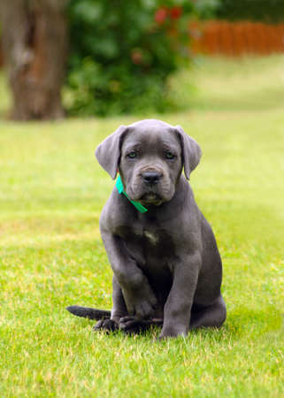 Puppy cane corso sitting in the gardenの写真素材