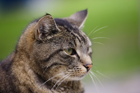 cat portrait