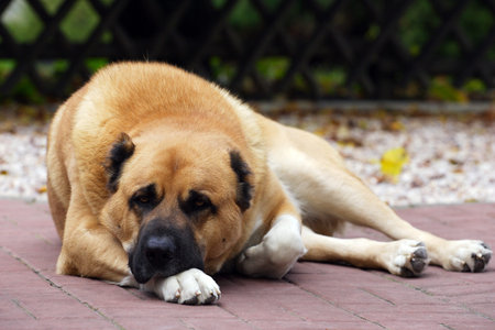 Central Asian Shepherd Dog
