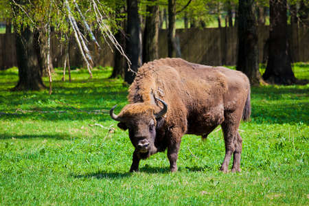 Poland, animal, aurochsの写真素材